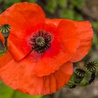 Mohn und Mohnkapsel - Vorbild aus der Natur