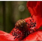 Mohn und Mond