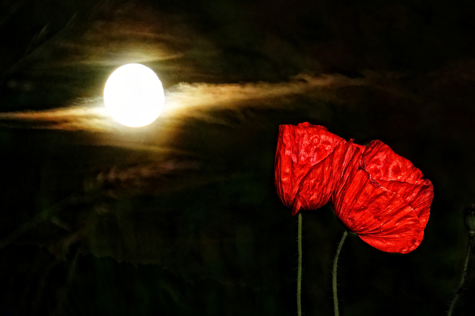 Mohn und Mond