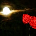 Mohn und Mond