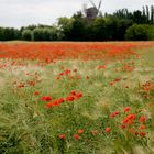 Mohn und Mühle