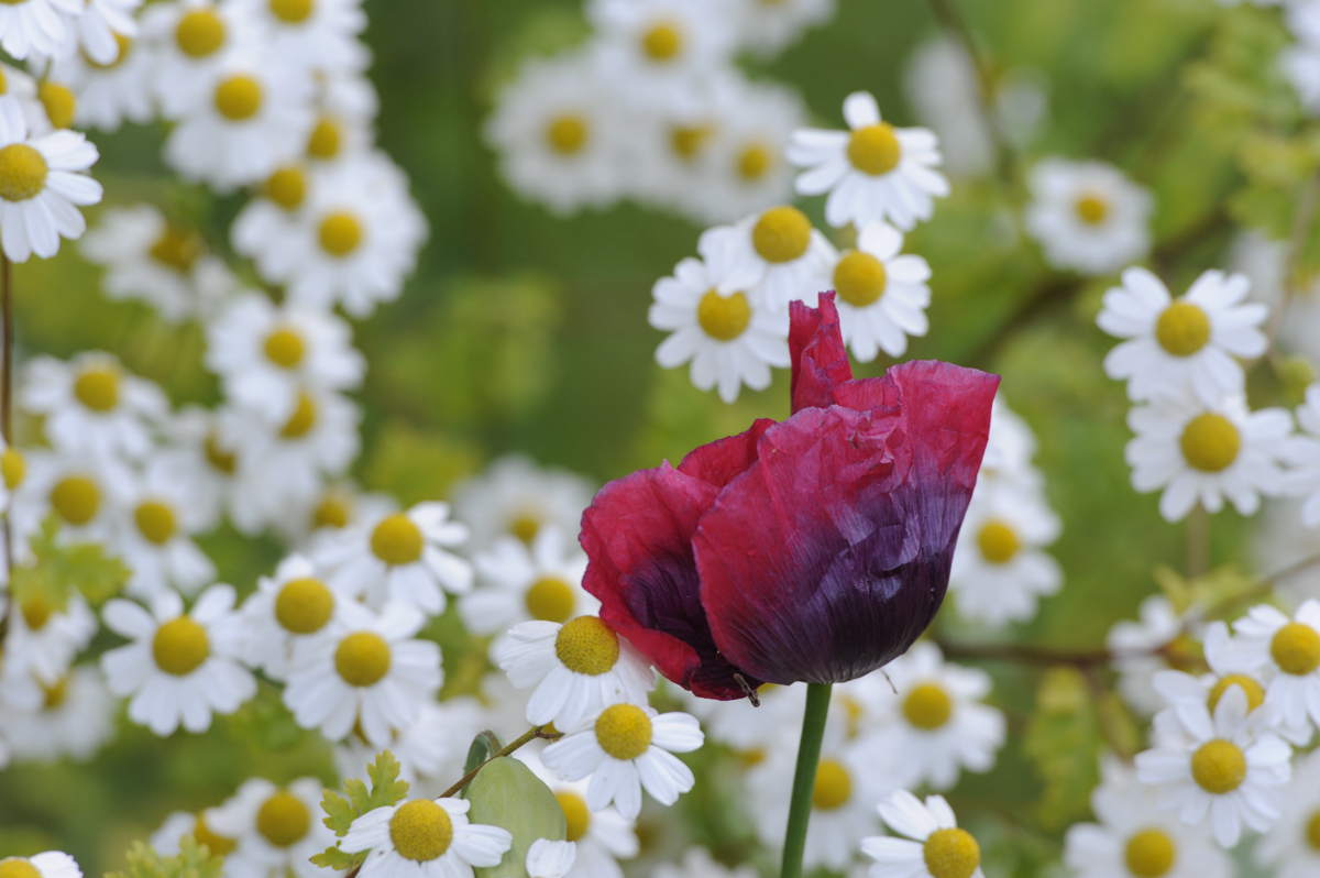 Mohn und Mutterkraut