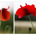 Mohn und nochmals Mohn