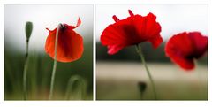 Mohn und nochmals Mohn