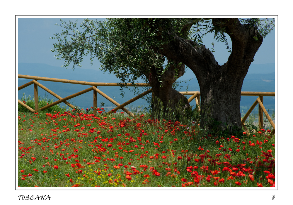 Mohn und Oliven