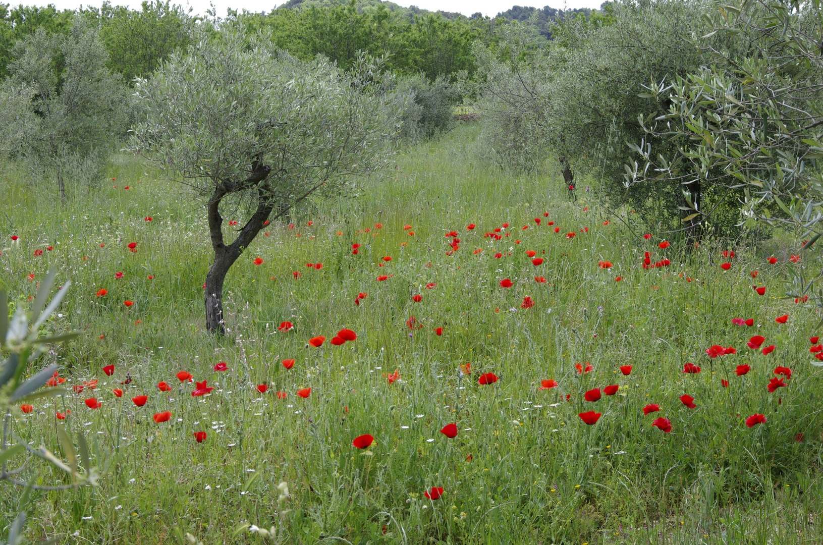 Mohn und Oliven