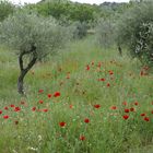 Mohn und Oliven