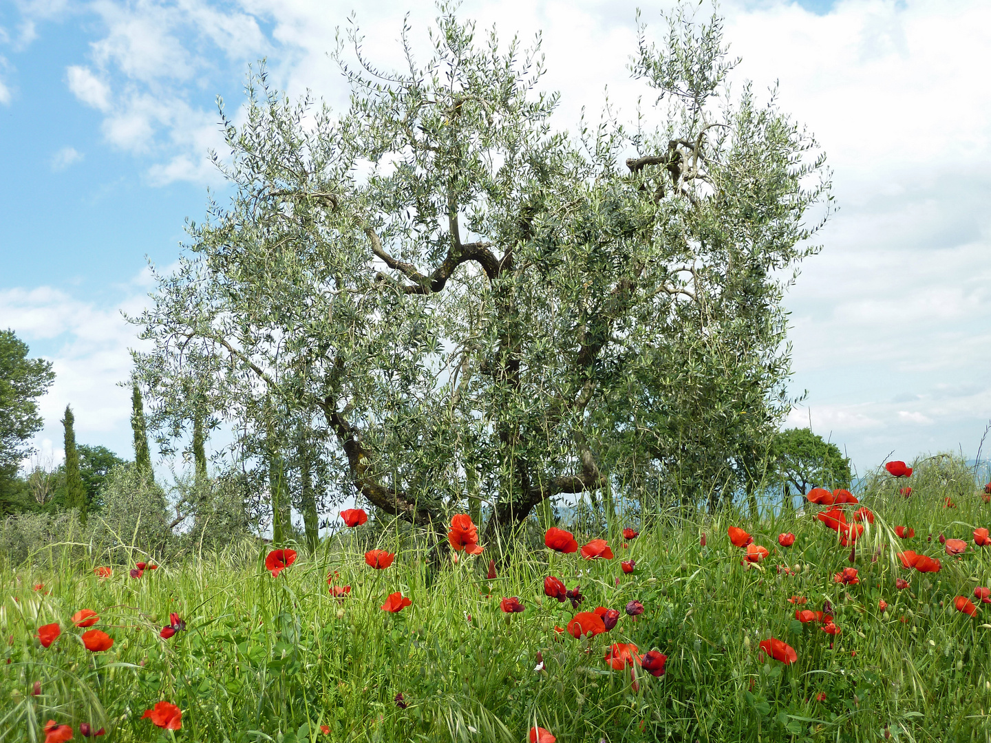 Mohn und Olivenbäume (2)