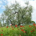 Mohn und Olivenbäume (2)