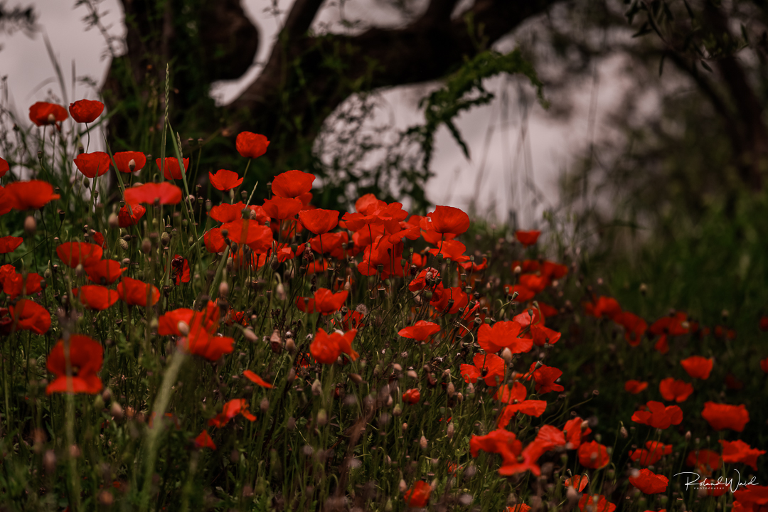 Mohn und Olivenbäume 