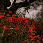 Mohn und Olivenbäume 