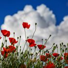 mohn und quellwolken ...