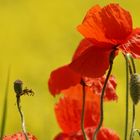 Mohn und Raps