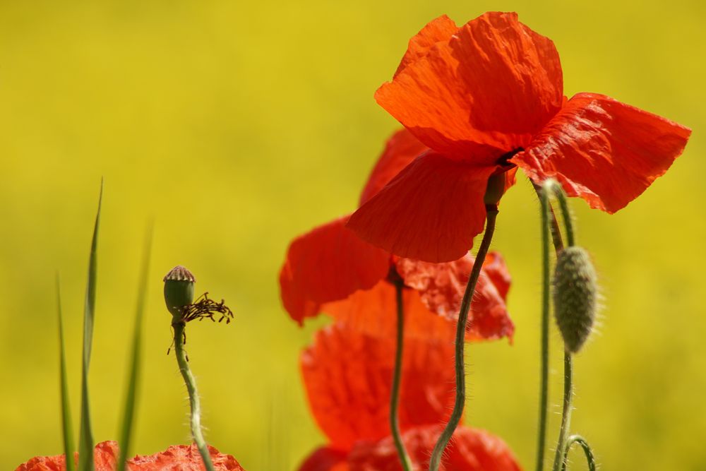 Mohn und Raps