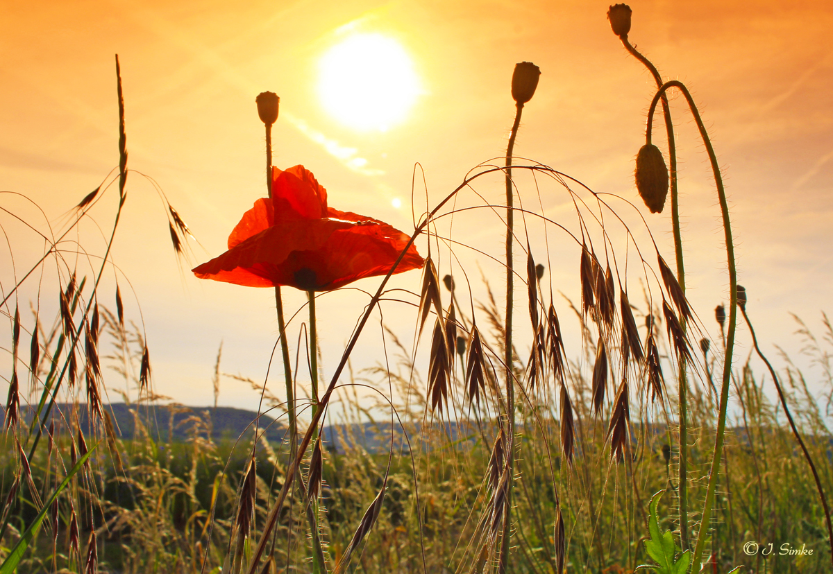 Mohn und Raps