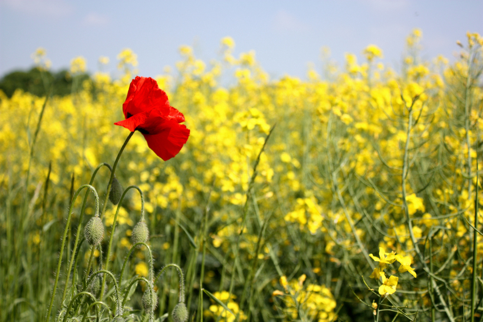 Mohn und Raps