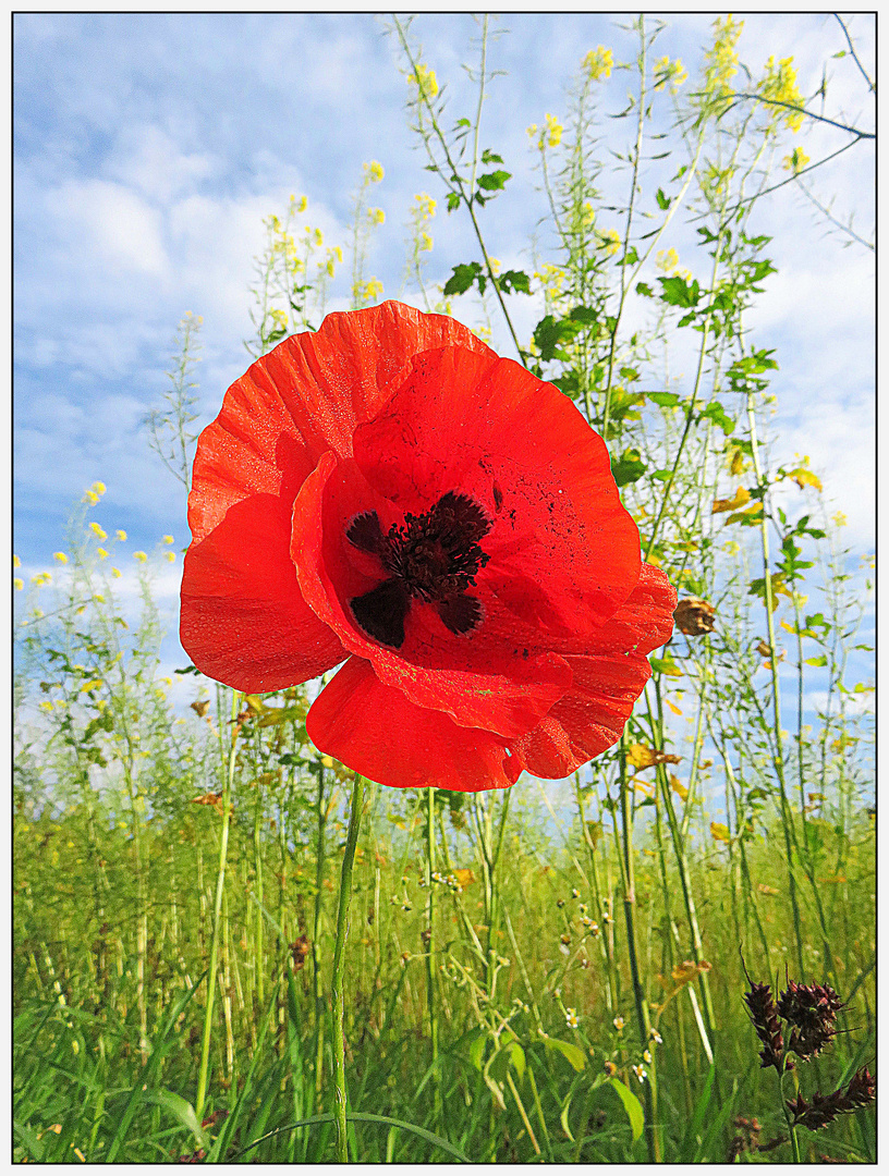 Mohn und Raps im Herbst