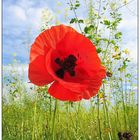 Mohn und Raps im Herbst