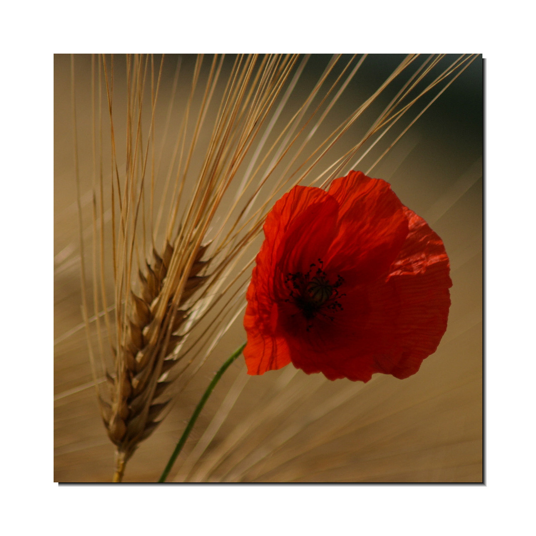 Mohn und Roggenähre