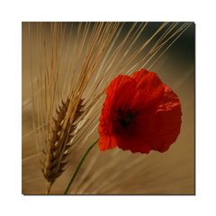 Mohn und Roggenähre