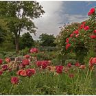 Mohn und Rosen