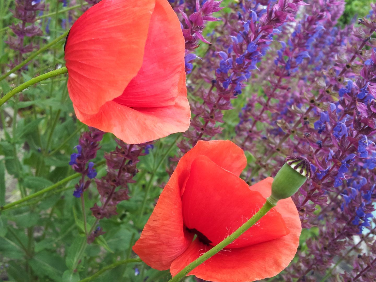 Mohn und Salbei