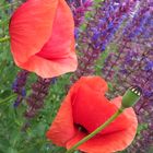 Mohn und Salbei