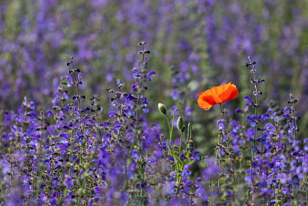 Mohn und Salbei