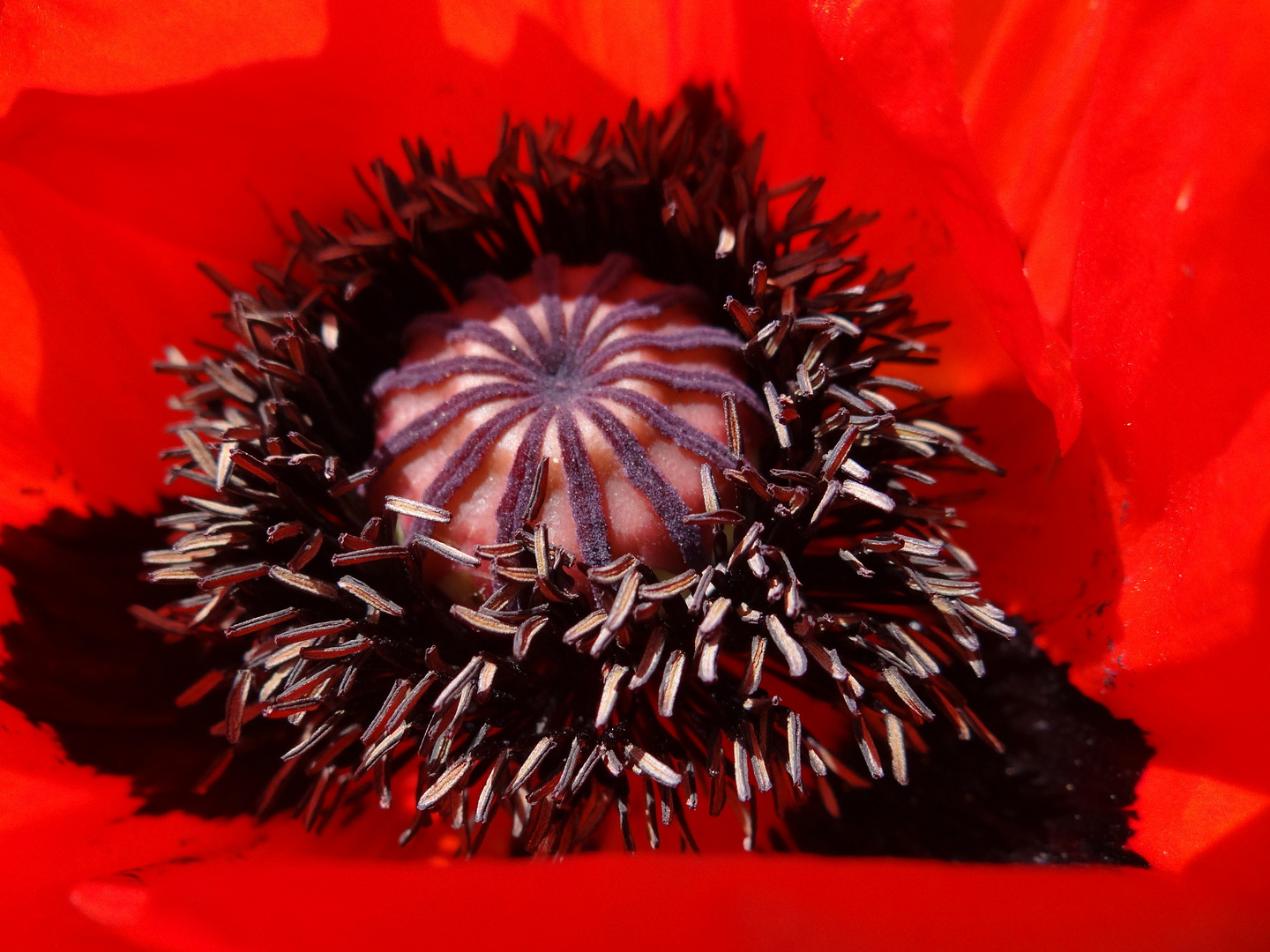 "Mohn und Scheinmohn" - Autor: Fritz Köhlein