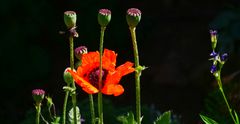 Mohn und schöne Träume