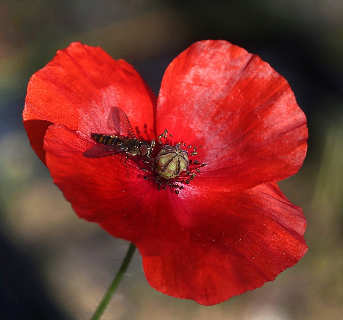 Mohn und Schwebfliege