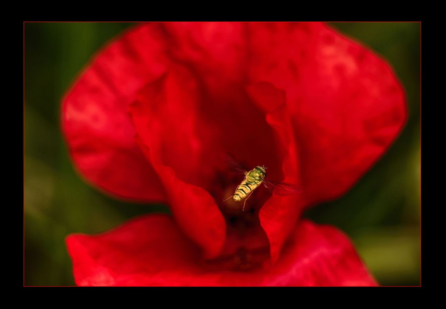 Mohn und Schwebfliege