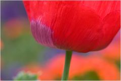 Mohn und seine Begleiter