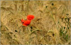 Mohn und so...