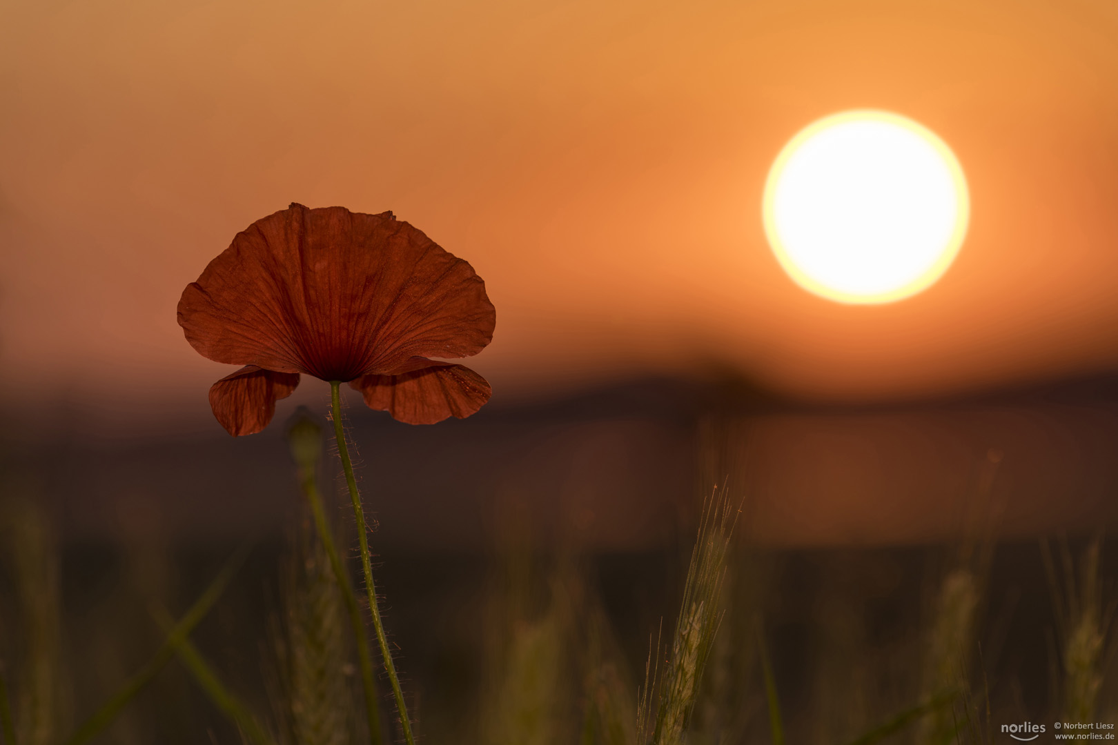 Mohn und Sonne