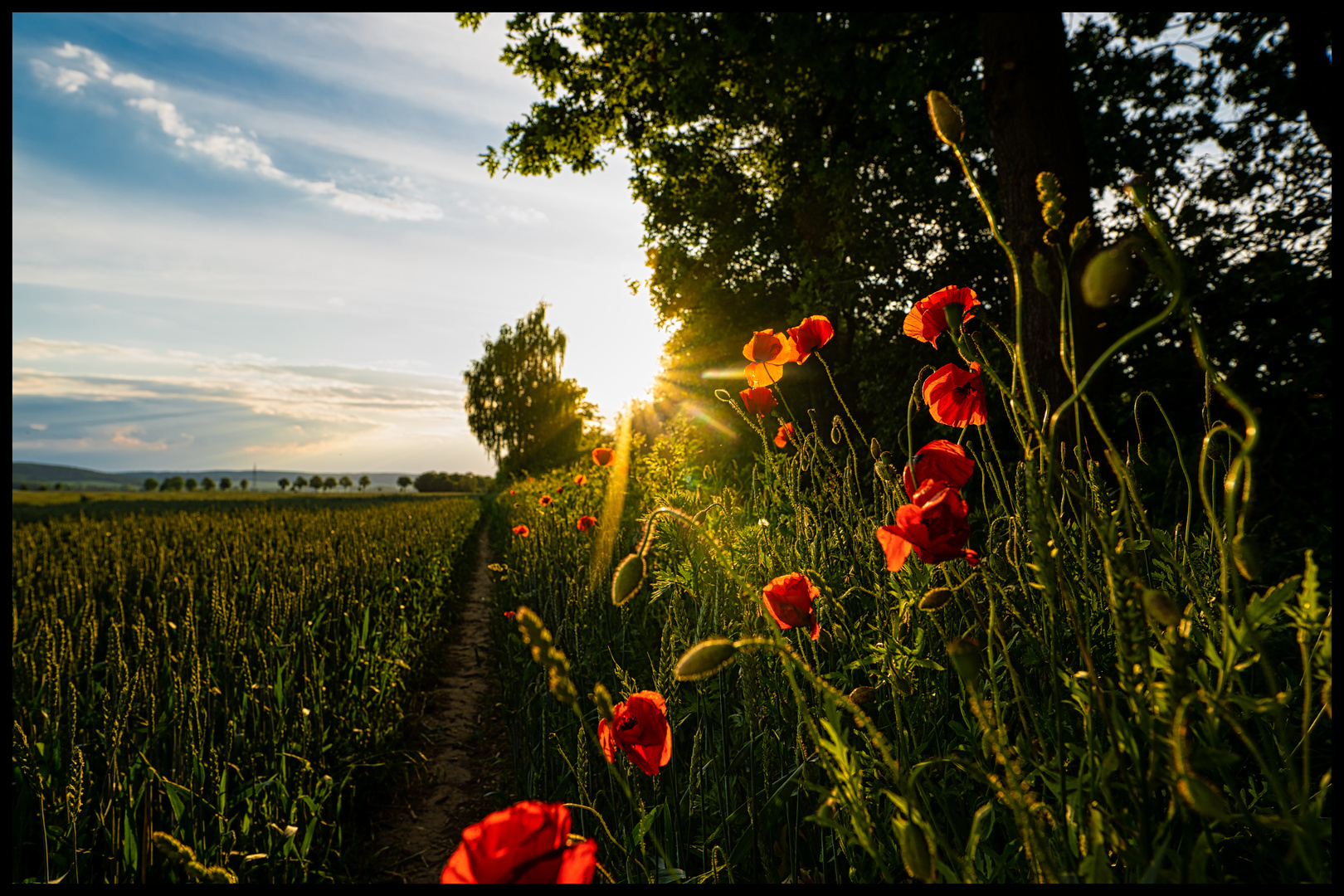 Mohn und Sonne am Feldhain