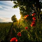 Mohn und Sonne am Feldhain