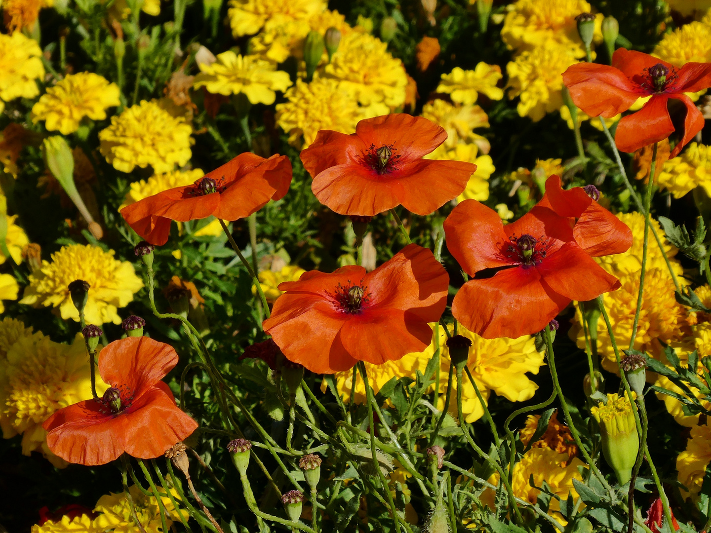 Mohn und Tagetes