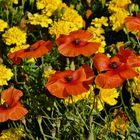 Mohn und Tagetes