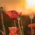 Mohn und untergehende Sonne