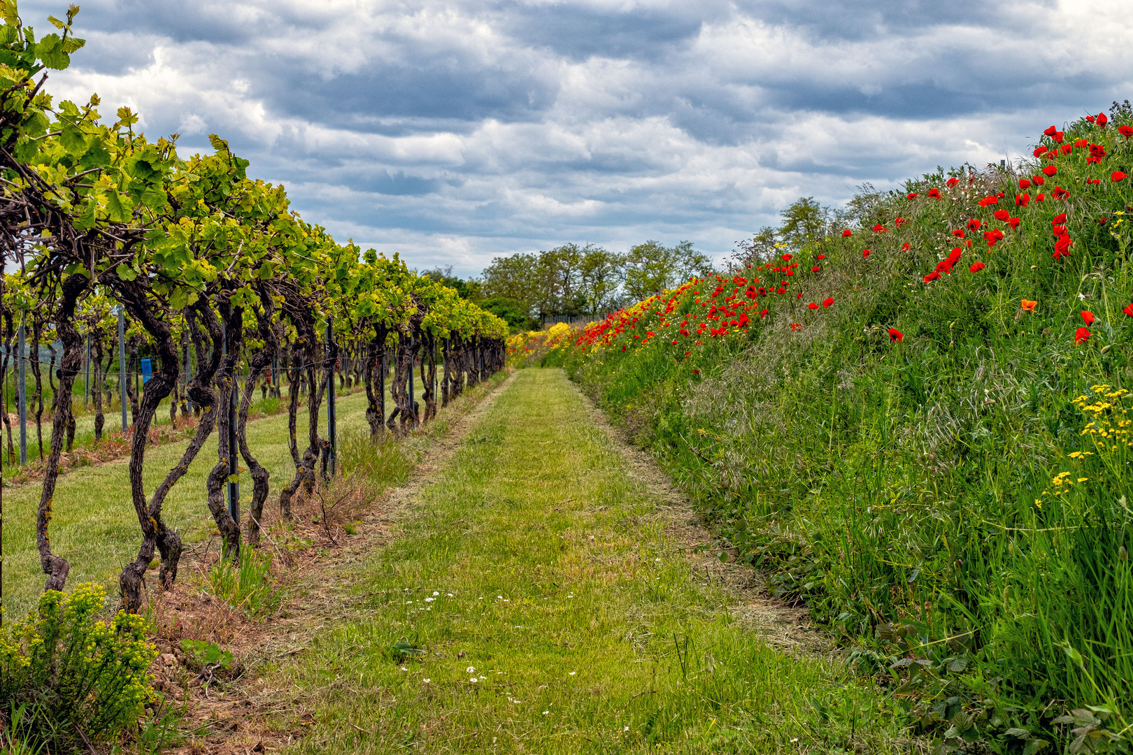 Mohn und Wein