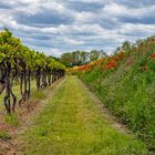 Mohn und Wein