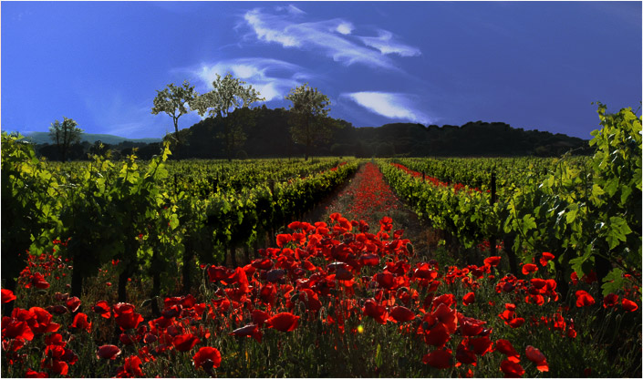 Mohn und Wein