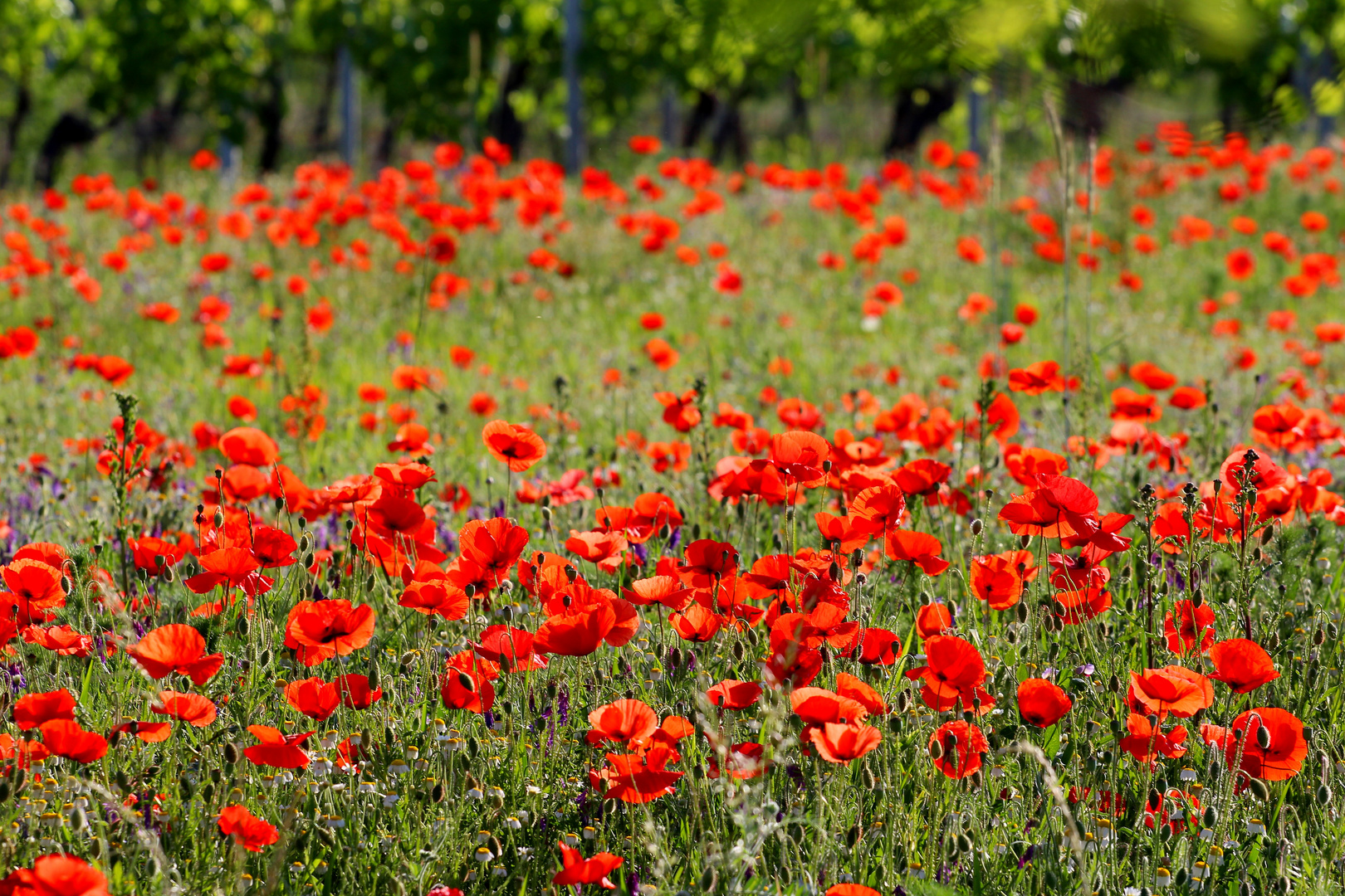 Mohn und Wein, das klingt fein