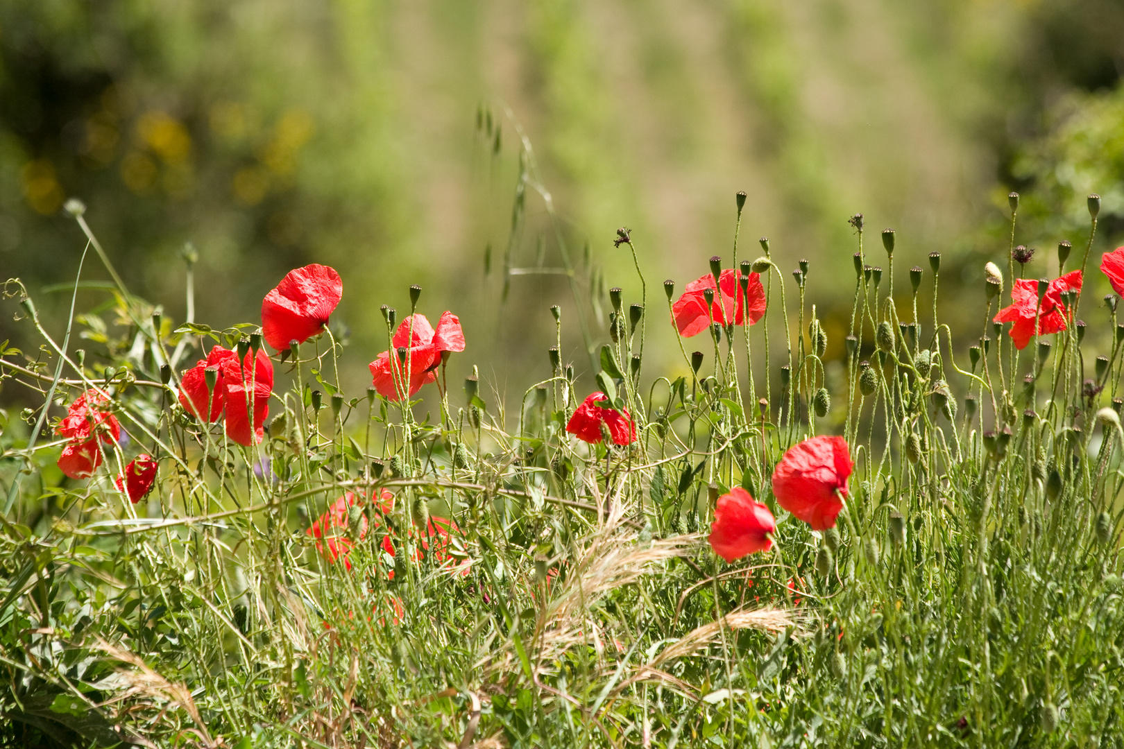 Mohn und Weinberge