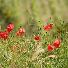 Mohn und Weinberge