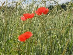 Mohn und Weizen