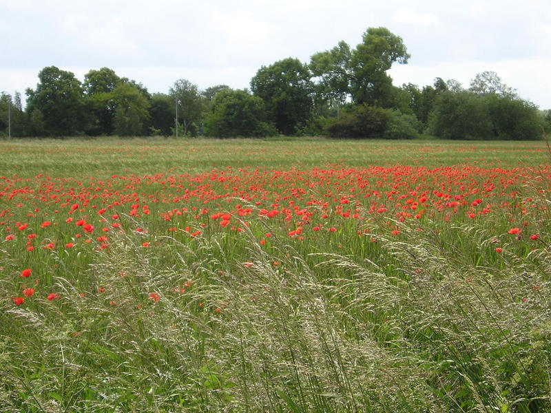 Mohn und Wiese