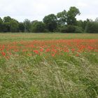 Mohn und Wiese