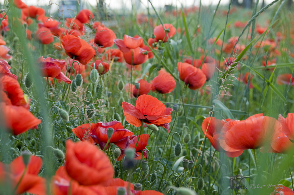 - Mohn und Wiese - (Italien)